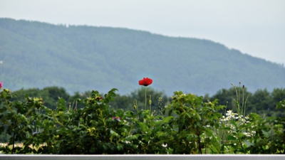 Häuser schaun 18.06.2011: Saubermacher ECOPORT, Bramberger a r c h i t e c t s und Atelier Thomas Pucher